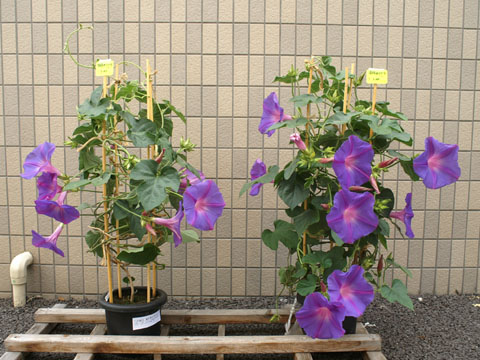 �h������