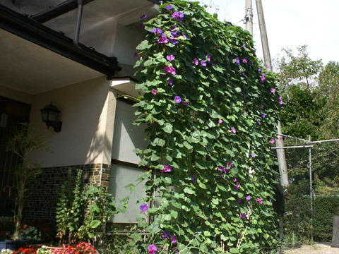 �΂̃J�[�e��